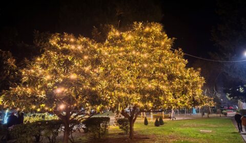 IMG_20241230_084449